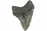 Serrated, Chubutensis Tooth - Megalodon Ancestor #202029-1